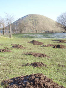 Mole Control essex
