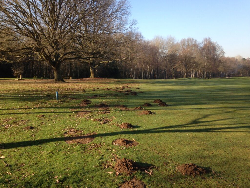 Mole control Chelmsford