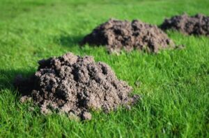 Mole control Chelmsford