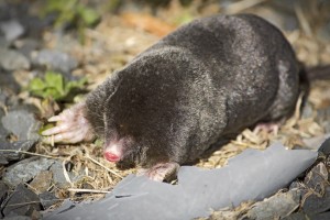Mole Control Essex