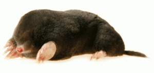 Mole Control Essex