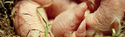Mole Control Essex